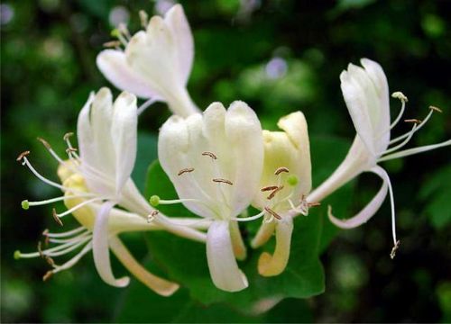 Жимолость – полезный кустарник