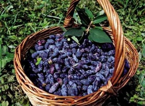 Жимолость – полезный кустарник