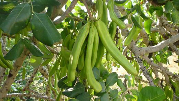 Сироп из рожкового дерева