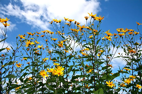 Польза и вред топинамбура