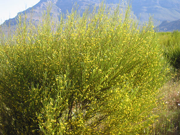Чай ройбуш: полезные свойства и противопоказания