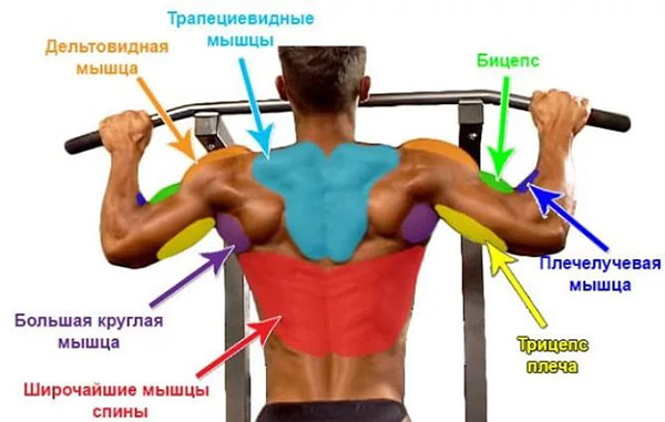 Упражнения на спину в тренажерном зале Упражнения на спину в тренажерном зале