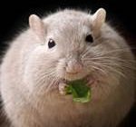 Британские ученые обнаружили гены, приводящие к ожирению