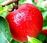 Одно яблоко в день способствует значительному омоложению