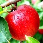 Одно яблоко в день способствует значительному омоложению