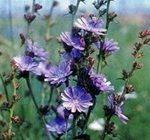 Цикорий. Полезные свойства