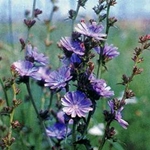 Цикорий. Полезные свойства