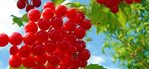 Калина - полезные свойства