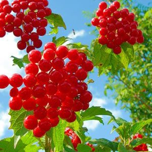 Калина - полезные свойства