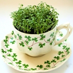 Микрозелень: растим витамины на подоконнике круглый год