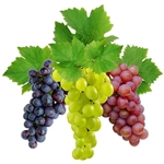 Чем полезен виноград