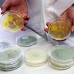 Новый вид заменителя сахара может помочь в борьбе с ожирением