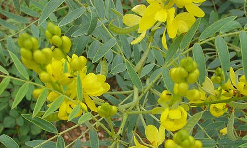 Рецепты для коррекции веса