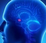 Аппетит можно «отключать» посредством особых клеток мозга