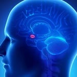 Аппетит можно «отключать» посредством особых клеток мозга