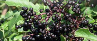 Лечебные свойства бузины