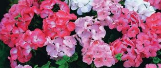 Полезные свойства герани домашней