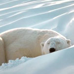 Как улучшить обмен веществ, подскажет ДНК…медведей