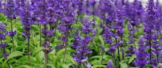 Уникальные свойства шалфея