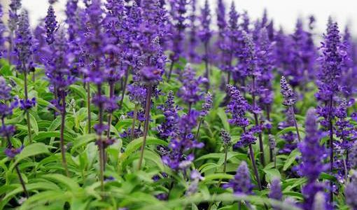 Уникальные свойства шалфея