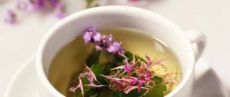 Иван-чай: полезные свойства и противопоказания