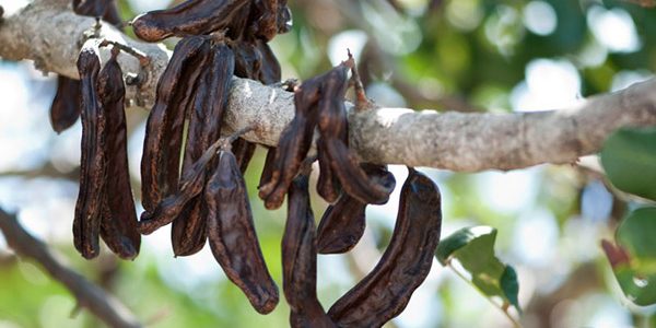 Сироп из рожкового дерева