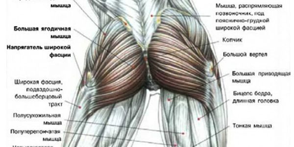 Как накачать попу дома: эффективные упражнения для девушек
