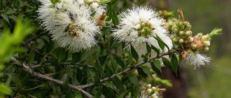 Эфирное масло чайного дерева