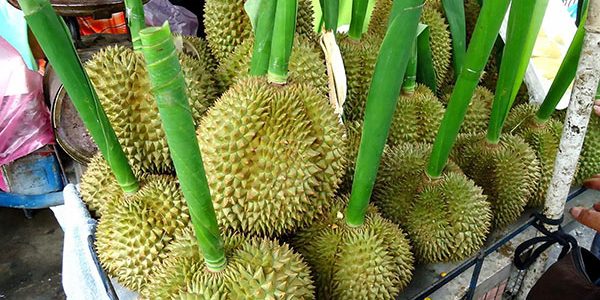 Дуриан