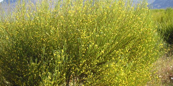 Чай ройбуш: полезные свойства и противопоказания