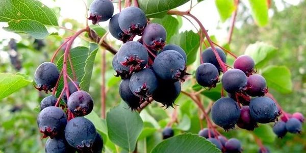 Ягода ирга: полезные свойства и противопоказания